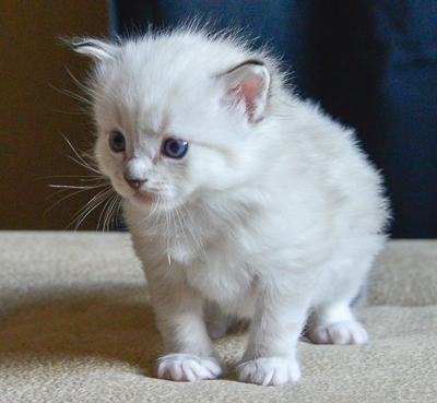 ragdoll kitten